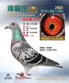 图片暂时未上传