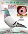图片暂时未上传