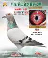 图片暂时未上传