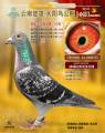 图片暂时未上传