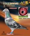 图片暂时未上传