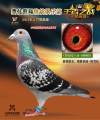 图片暂时未上传