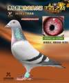 图片暂时未上传