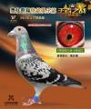 图片暂时未上传