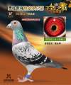 图片暂时未上传