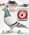 图片暂时未上传