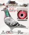 图片暂时未上传