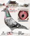 图片暂时未上传