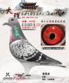图片暂时未上传