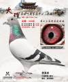 图片暂时未上传