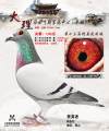 图片暂时未上传