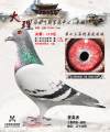 图片暂时未上传