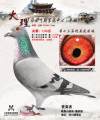 图片暂时未上传