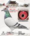 图片暂时未上传