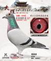 图片暂时未上传