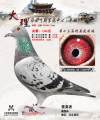 图片暂时未上传