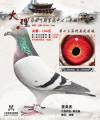 图片暂时未上传