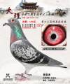 图片暂时未上传