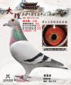 图片暂时未上传