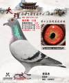 图片暂时未上传