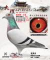 图片暂时未上传