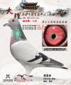 图片暂时未上传