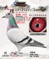 图片暂时未上传