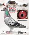 图片暂时未上传