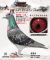 图片暂时未上传