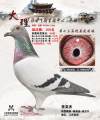 图片暂时未上传