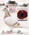图片暂时未上传
