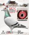 图片暂时未上传