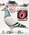 图片暂时未上传