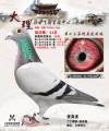 图片暂时未上传