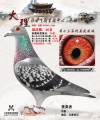 图片暂时未上传