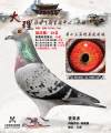 图片暂时未上传