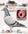 图片暂时未上传