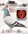 图片暂时未上传