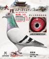 图片暂时未上传