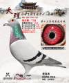 图片暂时未上传