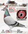 图片暂时未上传