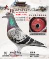 图片暂时未上传