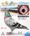 图片暂时未上传
