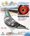 图片暂时未上传
