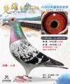 图片暂时未上传