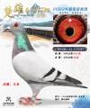 图片暂时未上传