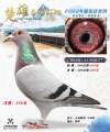 图片暂时未上传