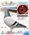 图片暂时未上传