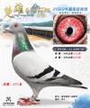 图片暂时未上传
