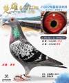 图片暂时未上传